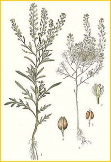   ( Lepidium ruderale ) Bilder ur Nordens Flora (1926) by Carl Lindman 