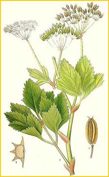    ( Ligusticum scoticum ) Bilder ur Nordens Flora (1926) by Carl Lindman 