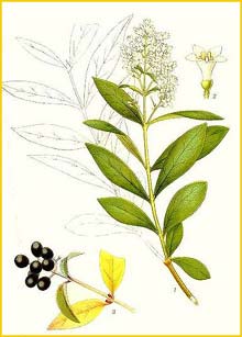   ( Ligustrum vulgare ) Bilder ur Nordens Flora (1901-1905) by Carl Lindman
