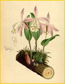   ( Pleione hookeriana )  Curtis's Botanical Magazine 1878