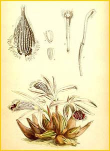   ( Pleione humilis )  Curtis's Botanical Magazine 1867