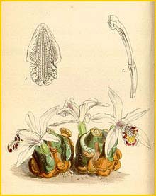   ( Pleione maculata )  Curtis's Botanical Magazine 1853