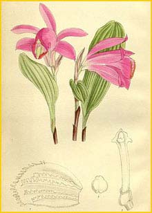   ( Pleione pogonioides )  Curtis's Botanical Magazine 