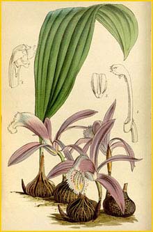   ( Pleione praecox )  Curtis's Botanical Magazine 1850