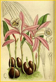   ( Pleione pricei )  Curtis's Botanical Magazine