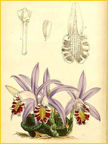  ( Pleione x lagenaria )  Curtis's Botanical Magazine 1863