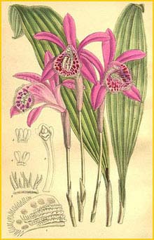 7.	  ( Pleione yunnanensis )  Curtis's Botanical Magazine 1906