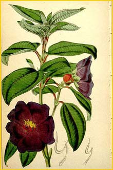   ( Tibouchina / Pleroma  kunthianum ) Curtis's Botanical Magazine