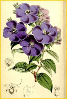   /   ( Tibouchina laxa / Pleroma  sarmentosa )  Curtis's Botanical Magazine