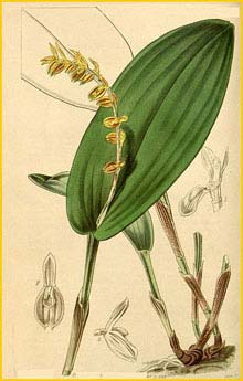    ( Pleurothallis bicarinata ) Curtis's Botanical Magazine