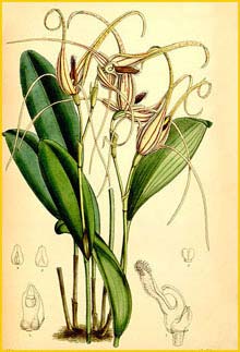     ( Pleurothallis glossopogon ) Curtis's Botanical Magazine 1887