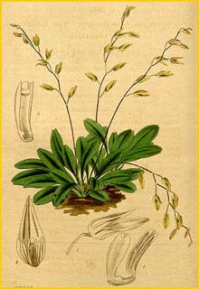    ( Pleurothallis grobyi ) Curtis's Botanical Magazine 