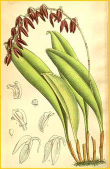    ( Pleurothallis immersa ) Curtis's Botanical Magazine 