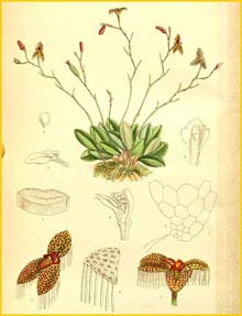    ( Pleurothallis ornata ) Curtis's Botanical Magazine 