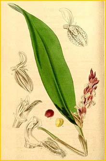   ( Pleurothallis picta ) Curtis's Botanical Magazine 