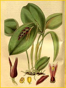   ( Pleurothallis prolifera ) Curtis's Botanical Magazine 