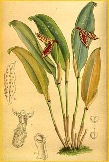   ( Pleurothallis punctulata ) Curtis's Botanical Magazine 