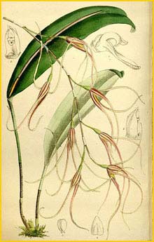   ( Pleurothallis sirene ) Curtis's Botanical Magazine 1895
