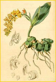    ( Polystachya affinis )  Curtis's Botanical Magazine 1845