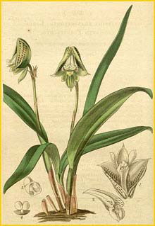    ( Polystachya galeata var. galeata )  Curtis's Botanical Magazine 1839