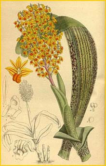    ( Polystachya paniculata )  Curtis's Botanical Magazine 