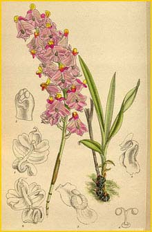   ( Polystachya pobeguinii )  Curtis's Botanical Magazine