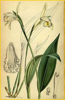  ( Sobralia fragrans )  Curtis's Botanical Magazine 1855
