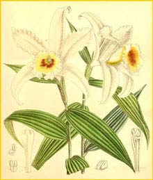  - ( Sobralia leucoxantha )  Curtis's Botanical Magazine 1889