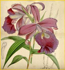   ( Sobralia macrantha )  Curtis's Botanical Magazine 1849