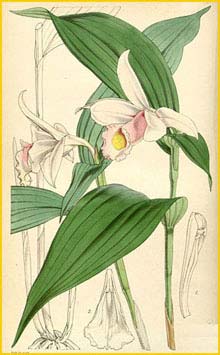   ( Sobralia sessilis )  Curtis's Botanical Magazine 1851