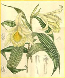  - ( Sobralia xantholeuca )  Curtis's Botanical Magazine 1894