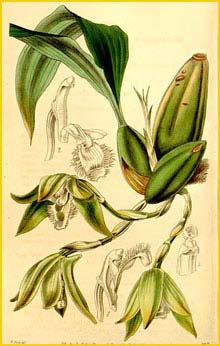   ( Sudamerlycaste ciliata ) Curtis's Botanical Magazine 1844