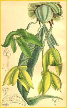   ( Sudamerlycaste dyeriana ) Curtis's Botanical Magazine 1906