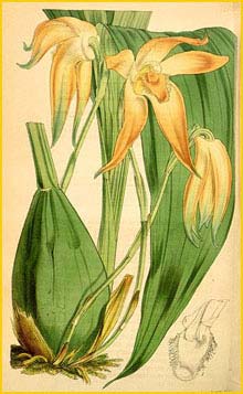    ( Sudamerlycaste fulvescens ) Curtis's Botanical Magazine 1845