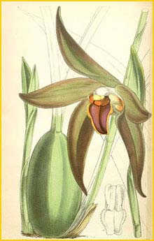   ( Sudamerlycaste gigantea ) Curtis's Botanical Magazine 1866
