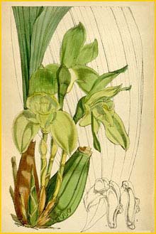   ( Sudamerlycaste linguella ) Curtis's Botanical Magazine 1877