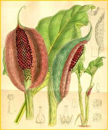  ( Synandrospadix vermitoxicum ) Curtis's Botanical Magazine