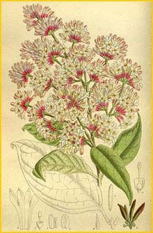   ( Syringa wilsonii )  Curtis's Botanical Magazine 1913