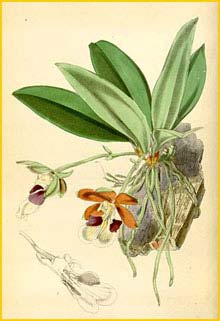   - ( Trichocentrum albococcineum )  Curtis's Botanical Magazine 1868