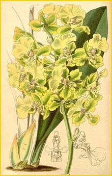    ( Trichocentrum bicallosum )  Curtis's Botanical Magazine 1845