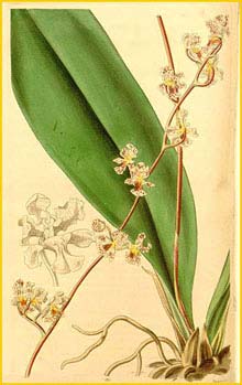    ( Trichocentrum carthagenense )  Curtis's Botanical Magazine 1841