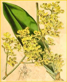    ( Trichocentrum cavendishianum )  Curtis's Botanical Magazine 1841