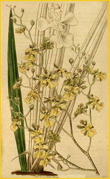   ( Trichocentrum cebolleta )  Curtis's Botanical Magazine 1837