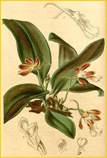   ( Trichocentrum fuscum )  Curtis's Botanical Magazine