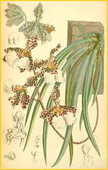   ( Trichocentrum jonesianum )  Curtis's Botanical Magazine 1888