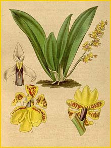   ( Trichocentrum pumilum )  Curtis's Botanical Magazine 1837