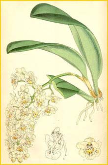   ( Trichocentrum stramineum )  Curtis's Botanical Magazine 1876