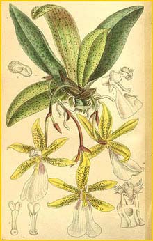   ( Trichocentrum tigrinum )  Curtis's Botanical Magazine 1894