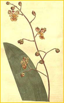   ( Trichocentrum undulatum )  Curtis's Botanical Magazine 1804