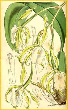    ( Trichopila fragrans )  Curtis's Botanical Magazine 1858